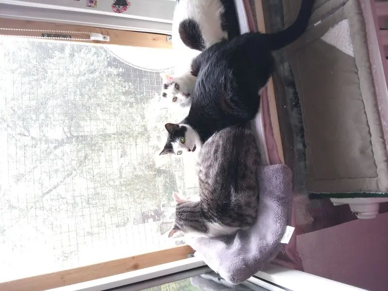 Andachtsbild von Meine kleine Missyle ♥️