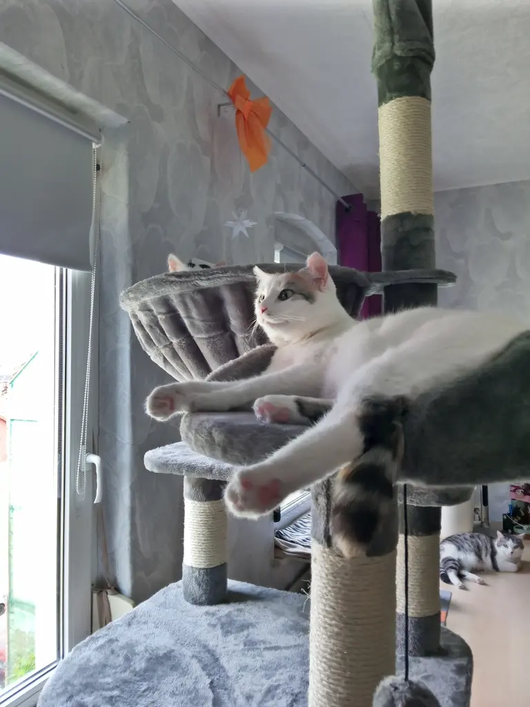 Andachtsbild von Für unseren kleinen Schatz Missy♥️