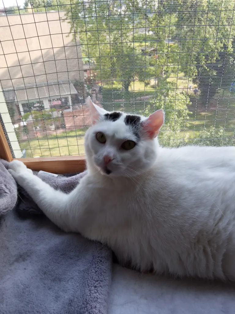 Andachtsbild von Für unser liebes Schwesterchen Missy ♥️