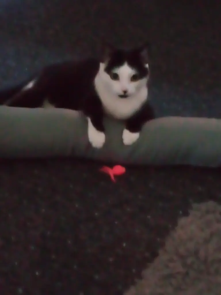 Andachtsbild von Für Dich mein kleiner Schatz Missy ❤️