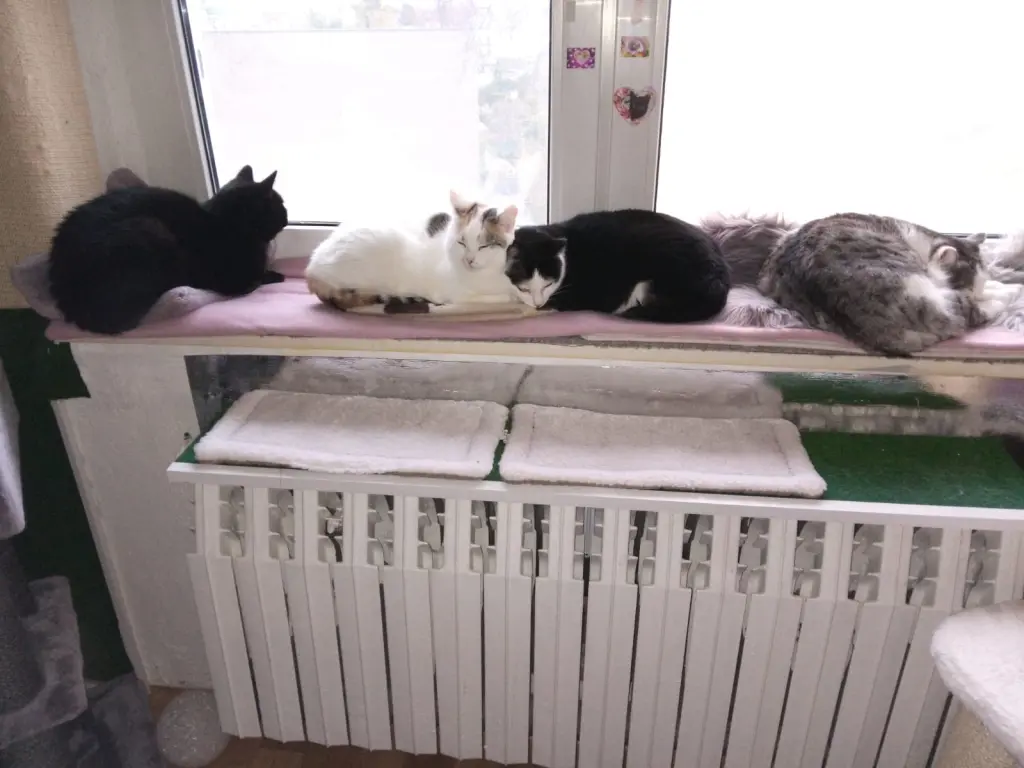 Andachtsbild von Für unser liebstes Missyle ❤️