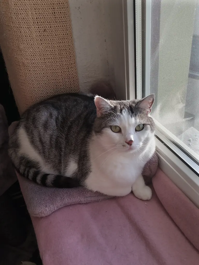 Andachtsbild von Für unsere kleine Maus Missy♥️