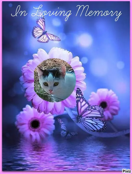 Andachtsbild von Für Dich meine kleine Missyle ♥️