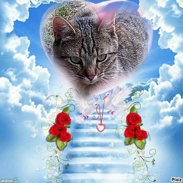 Andachtsbild von Für unseren kleinen Schatz Missy♥️