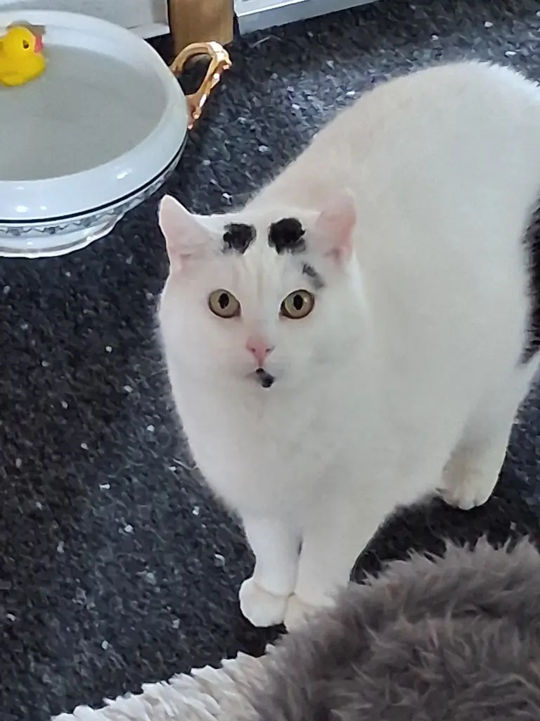Condolence image of Für unsere kleine Missyle❤️