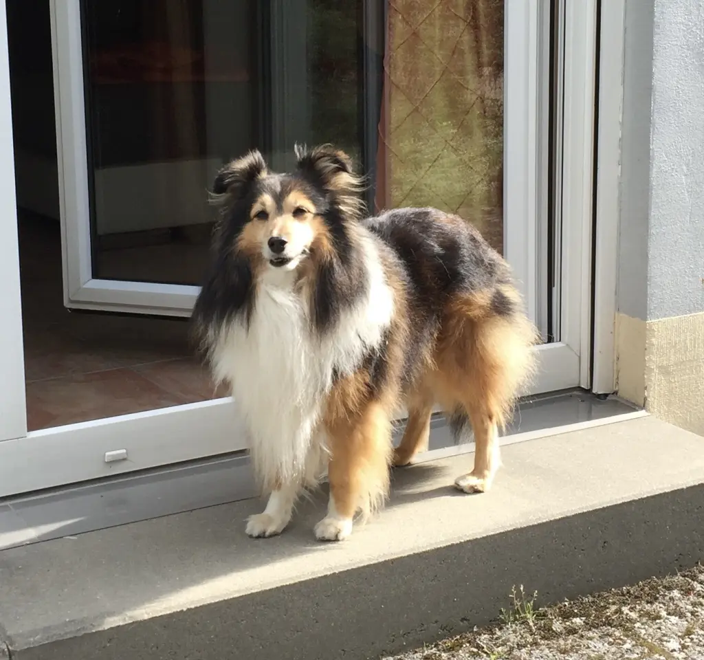 Image from Falko