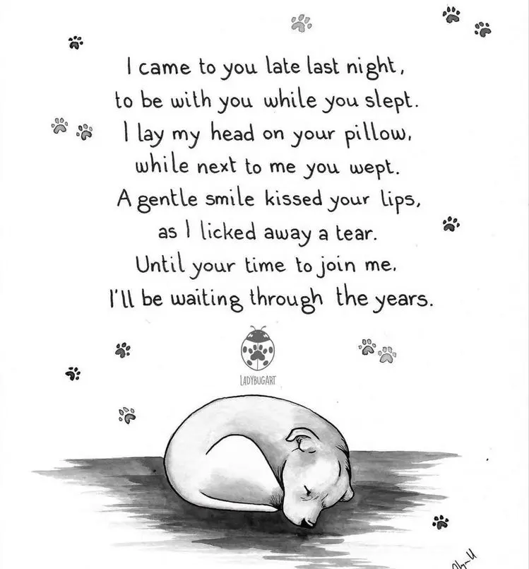 Condolence image of Jenny + Louie & Penny