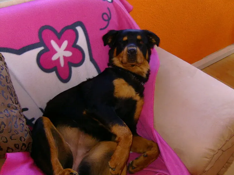 Andachtsbild von Angelika