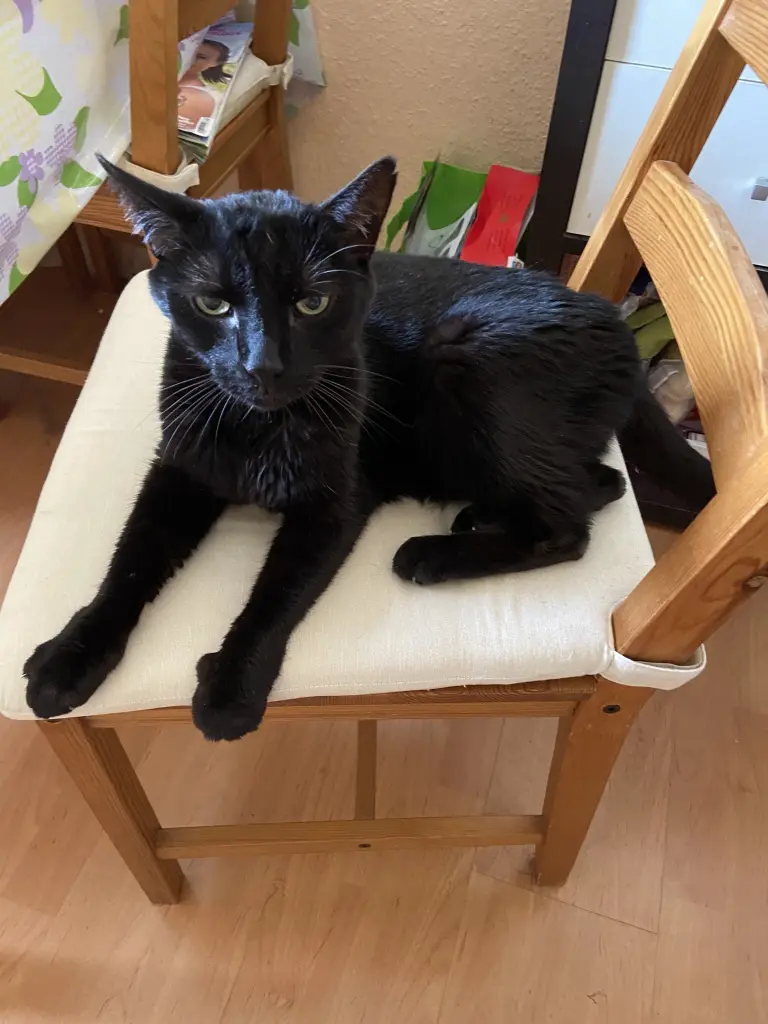 Image from Felix