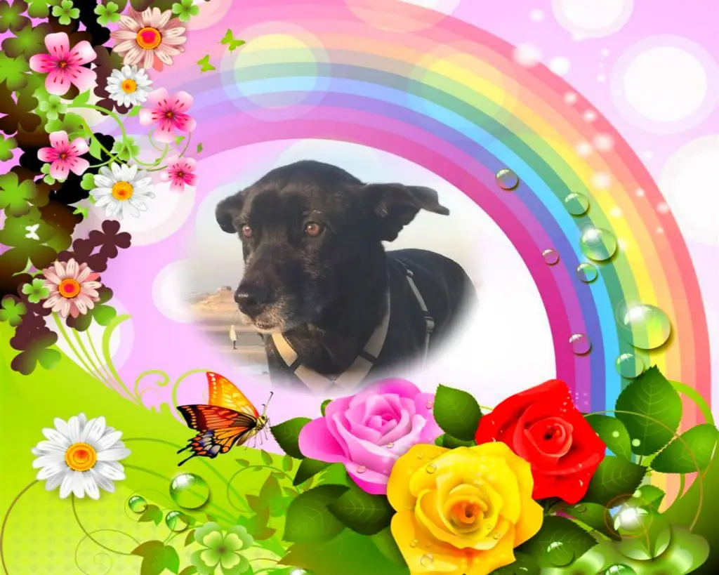 Condolence image of Jutta+Purzel