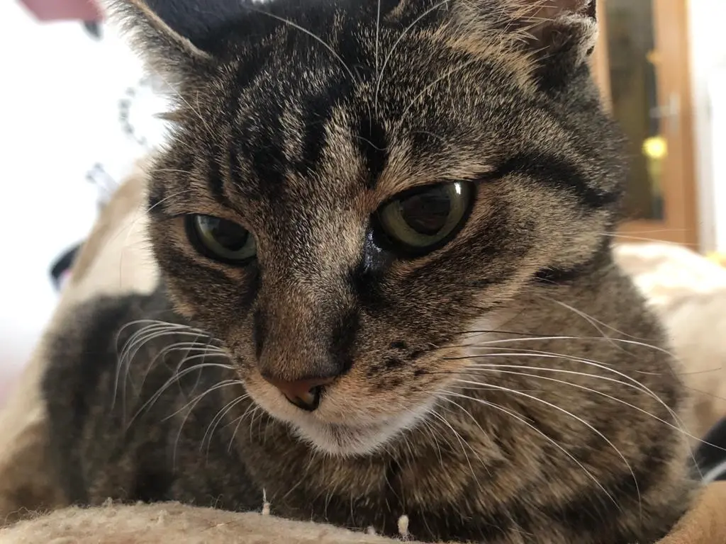 Image from Minnie