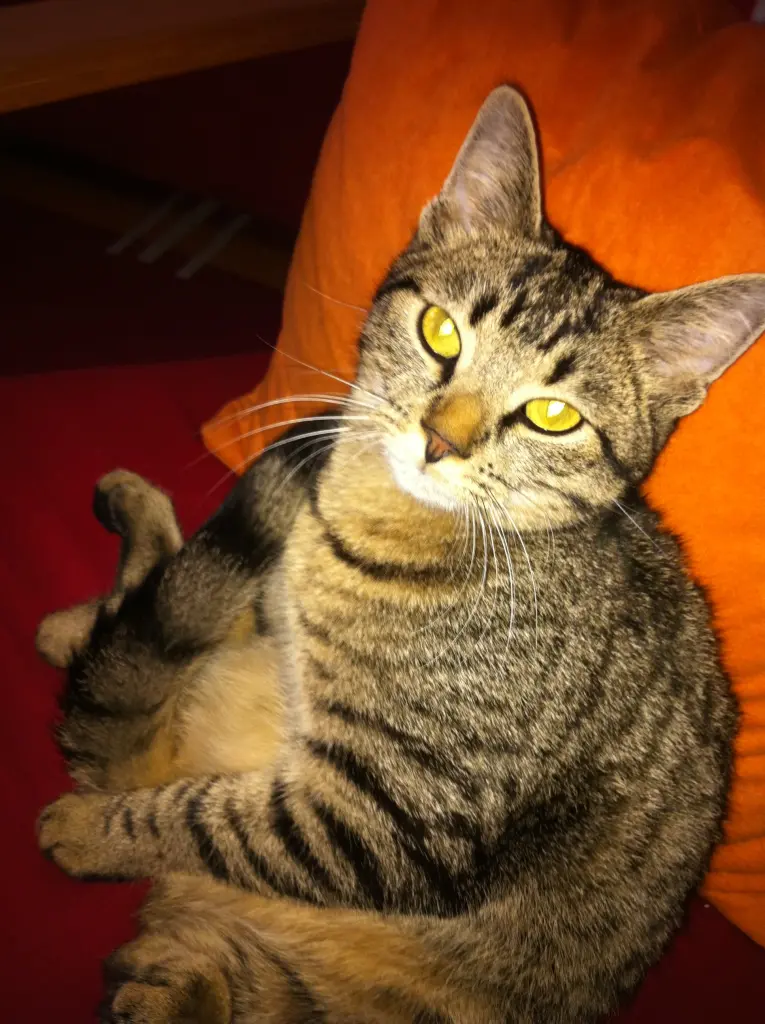 Image from Minnie