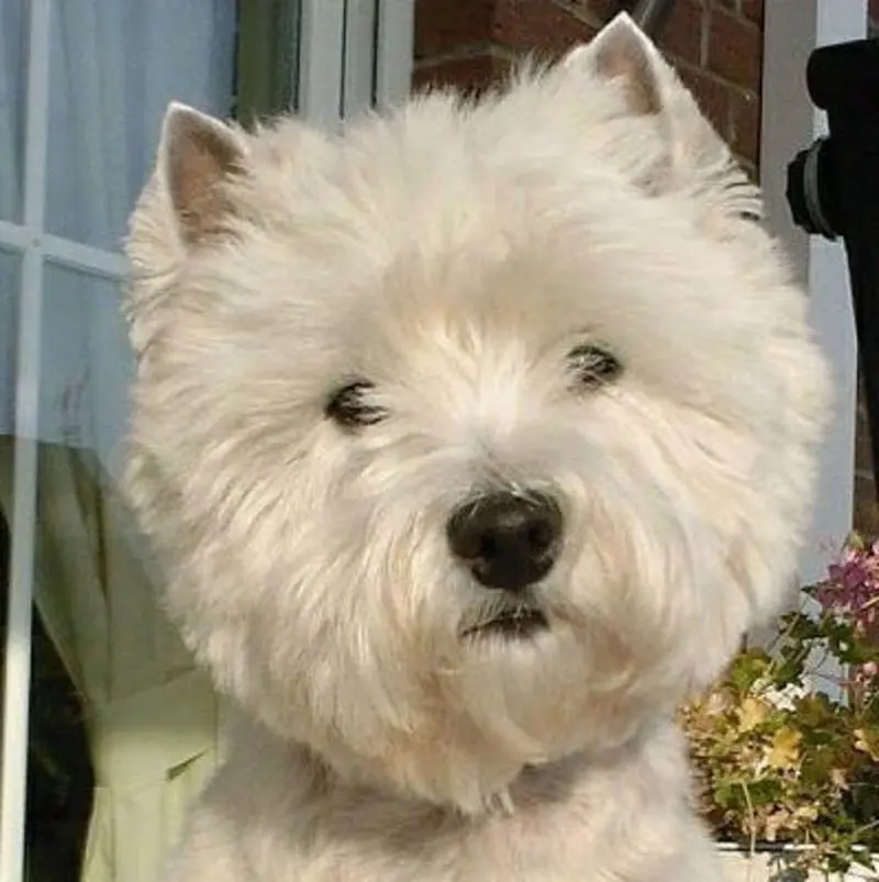 Condolence image of Mama 