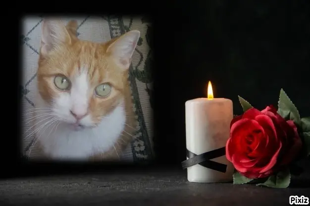 Condolence image of Tanja mit Timmy im Herzen