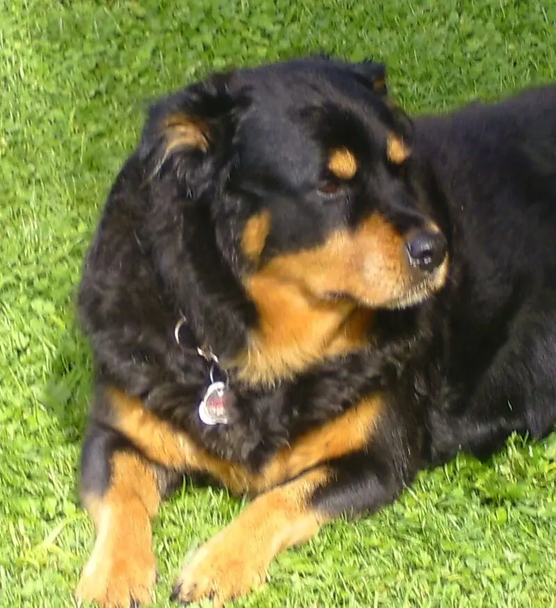 Condolence image of Angelika mit Kitty im Herzen