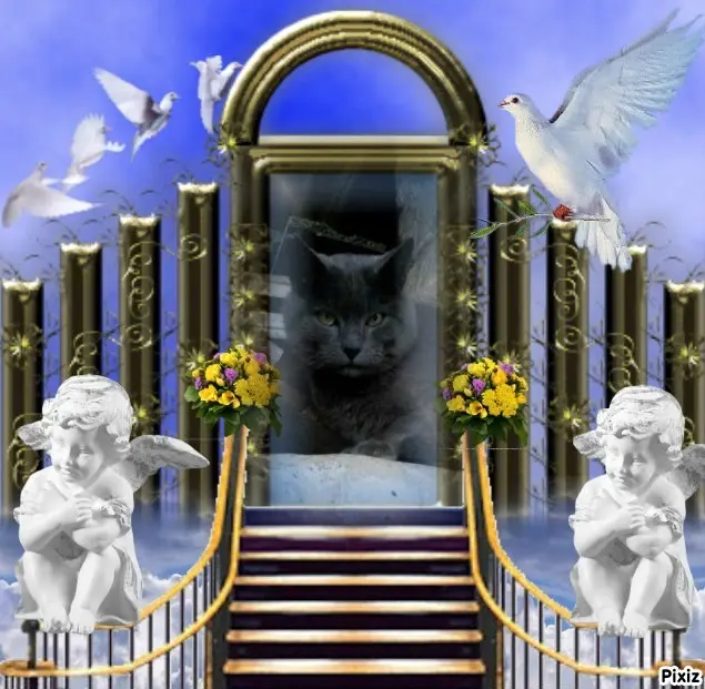 Condolence image of Tanja mit Timmy im Herzen 