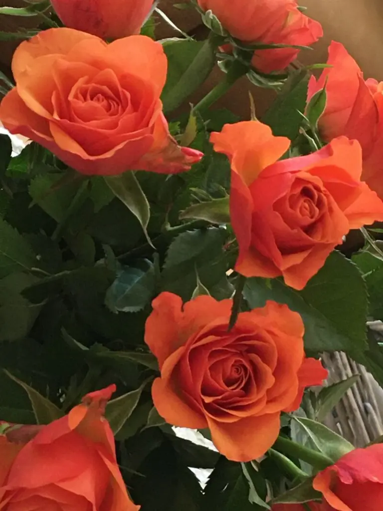 Condolence image of Anja mit Maja & Gräuli im ༺❤️༻