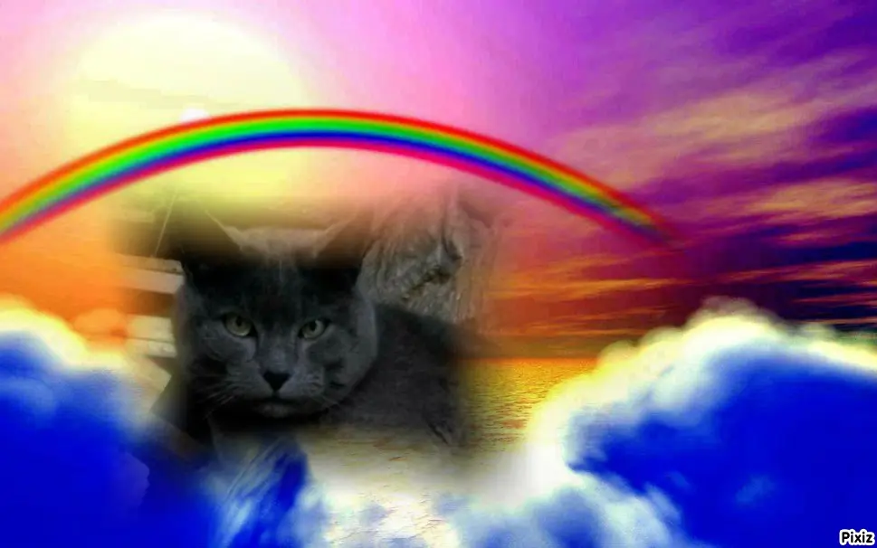 Condolence image of Tanja mit Timmy im Herzen 