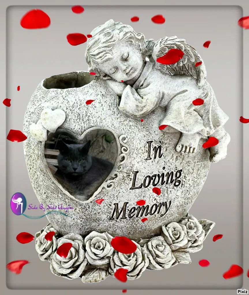 Condolence image of Tanja mit Timmy im Herzen 