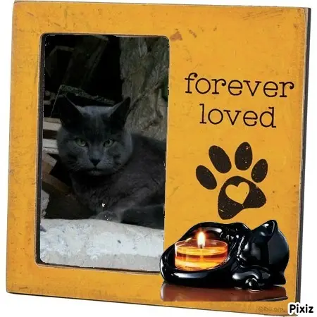 Condolence image of Tanja mit Timmy im Herzen 