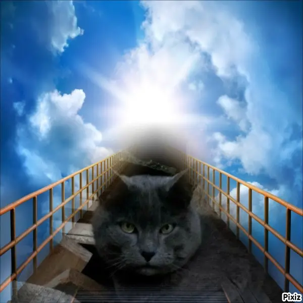 Condolence image of Tanja mit Timmy im Herzen