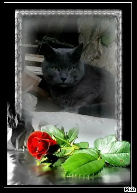 Condolence image of Tanja mit Timmy im Herzen 