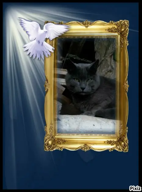 Condolence image of Tanja mit Timmy im Herzen 