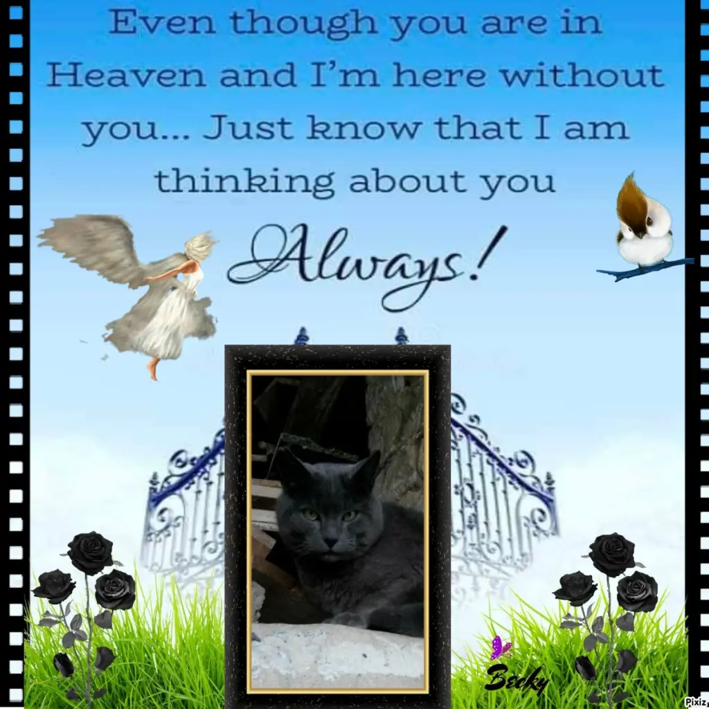 Condolence image of Tanja mit Timmy im Herzen