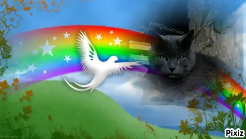 Condolence image of Tanja mit Timmy im Herzen