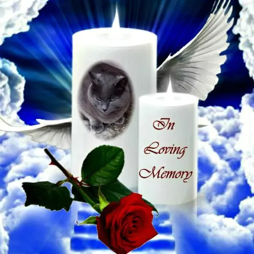 Condolence image of 1.Sternchen❤️ Gedenktag❤️