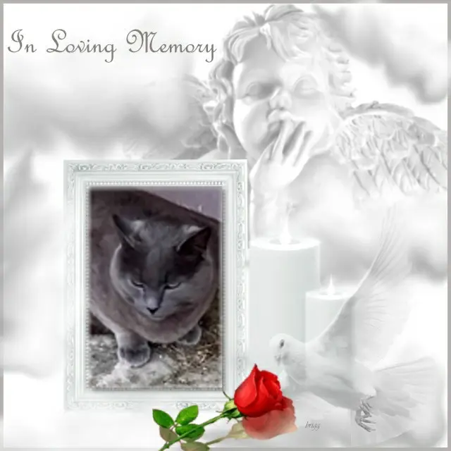 Condolence image of 1.Sternchen❤️ Gedenktag❤️