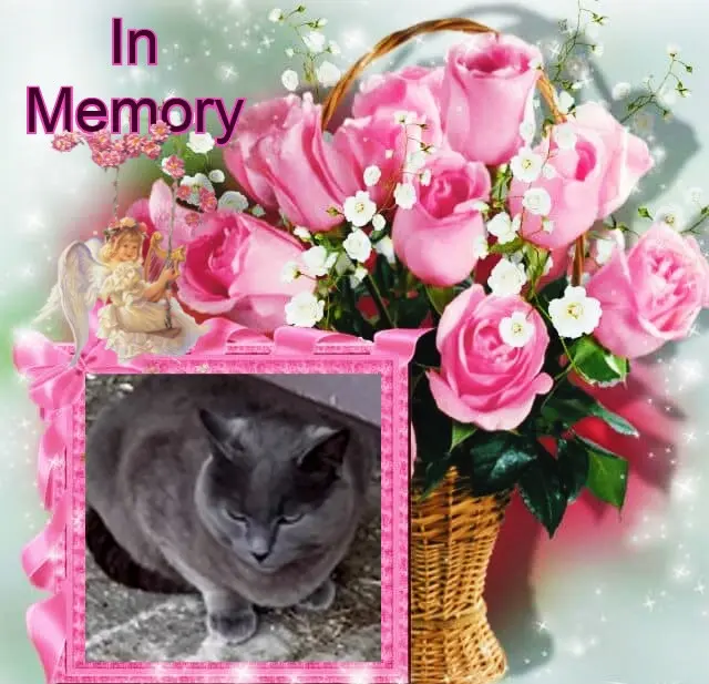 Condolence image of ❤️❤️❤️❤️❤️❤️❤️❤️❤️❤️❤️❤️