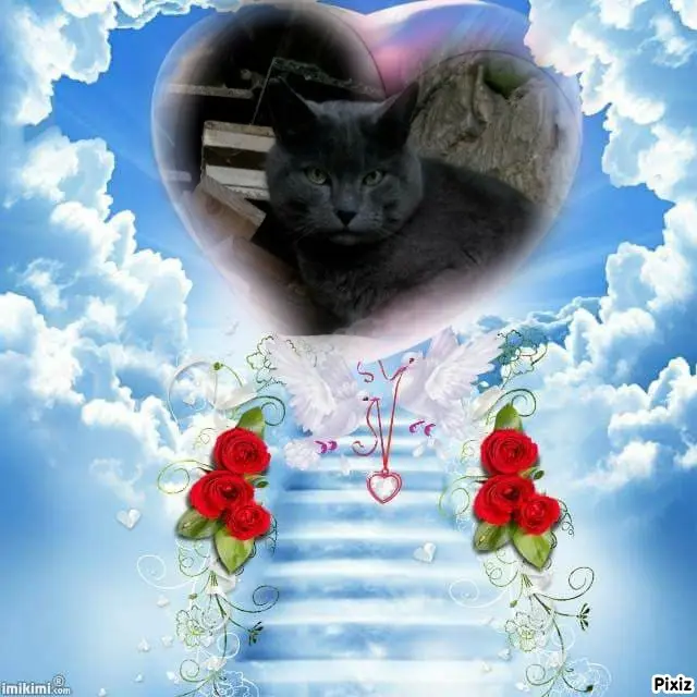 Condolence image of Tanja mit Timmy im Herzen 