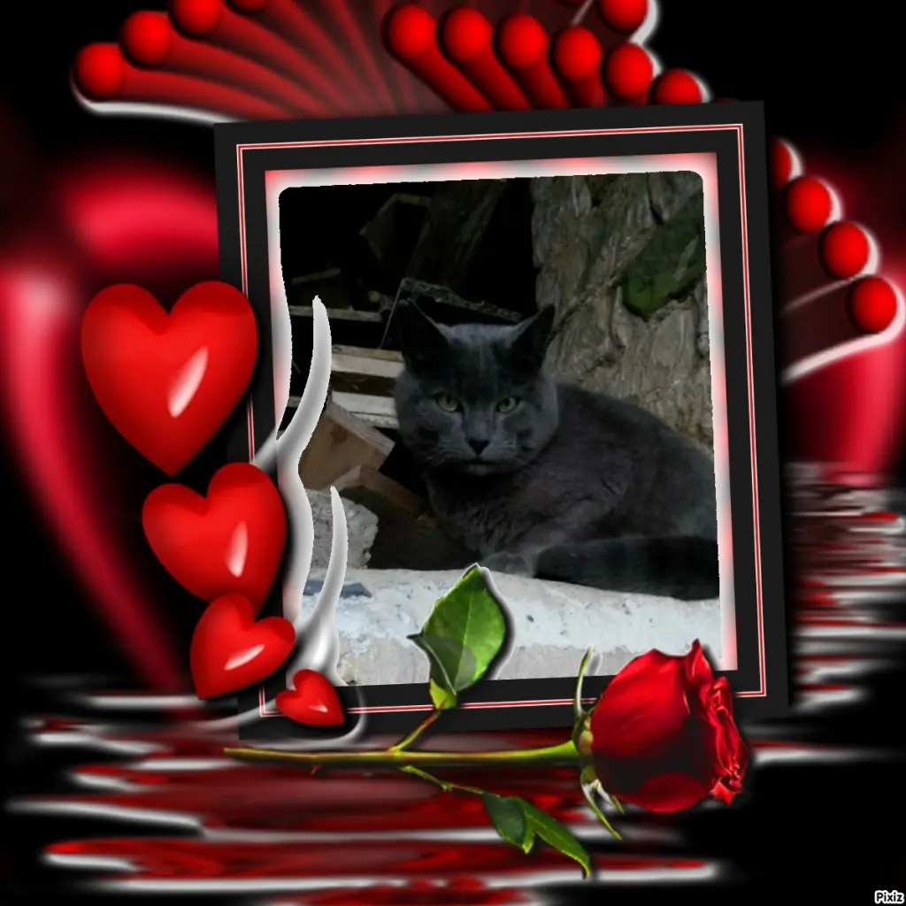 Condolence image of Tanja mit Timmy im Herzen 