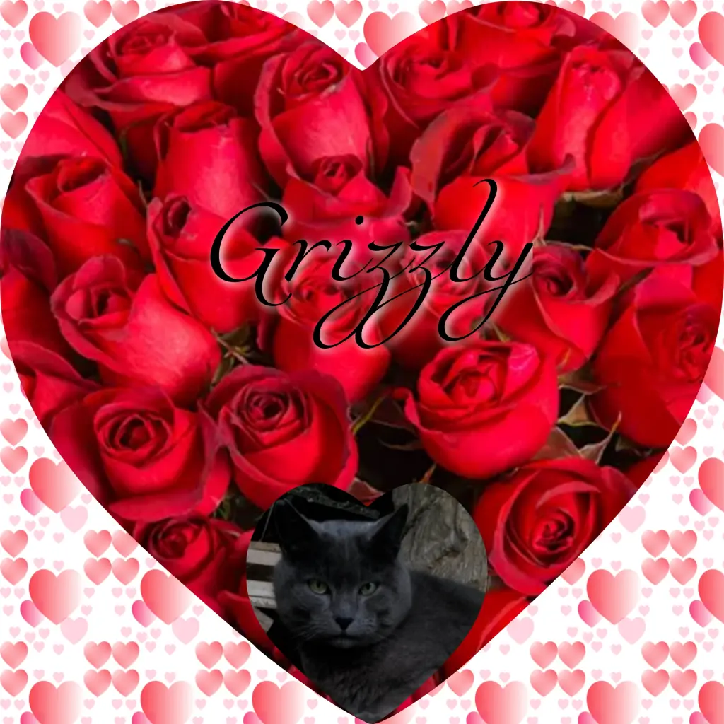 Condolence image of Corinna mit Grizzly im Herzen♥️