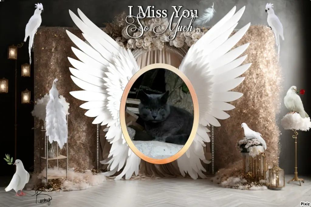Condolence image of Tanja mit Timmy im Herzen 