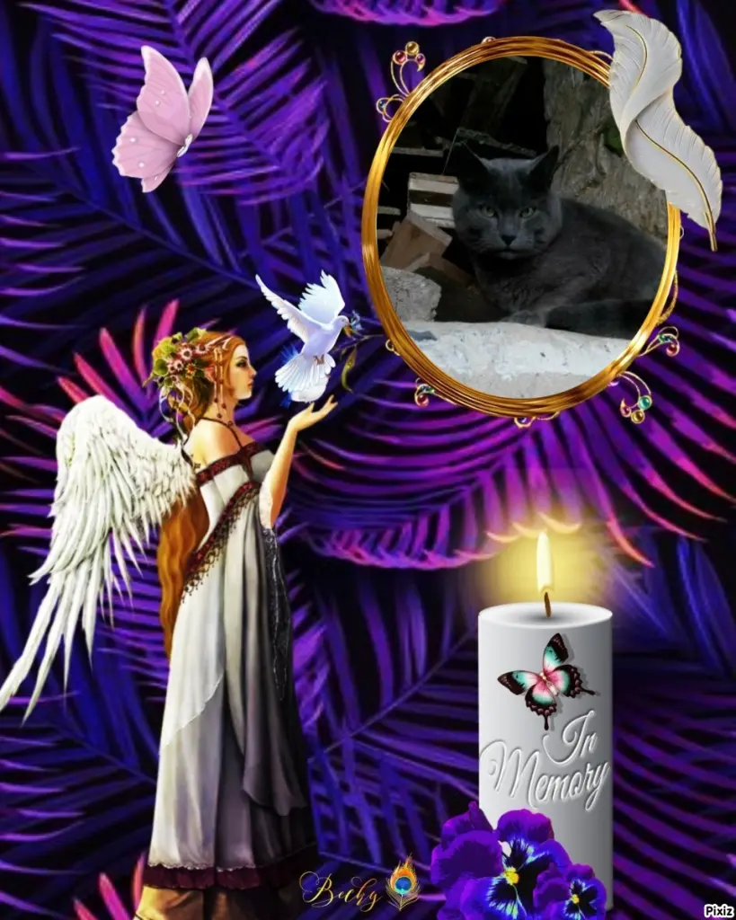 Condolence image of Tanja mit Timmy im Herzen
