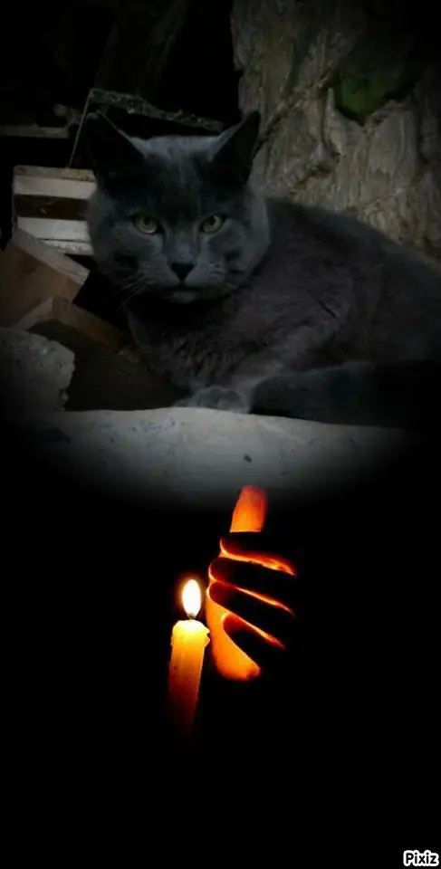 Condolence image of Tanja mit Timmy im Herzen