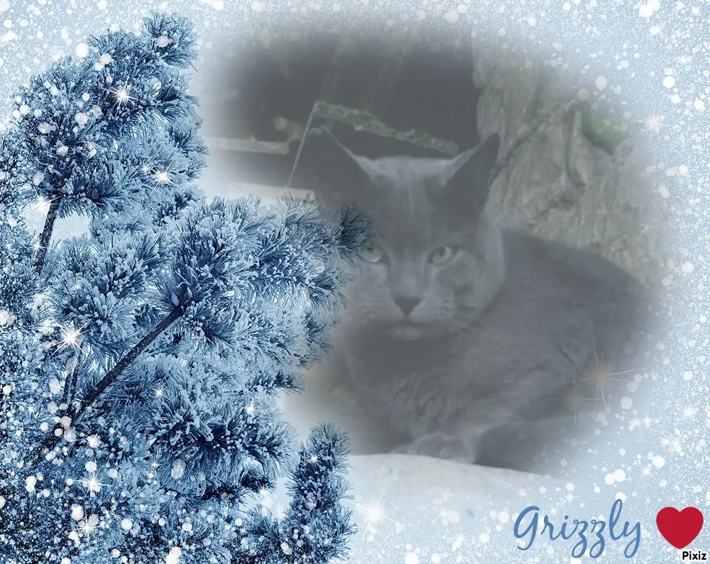 Condolence image of Tanja mit Timmy im Herzen