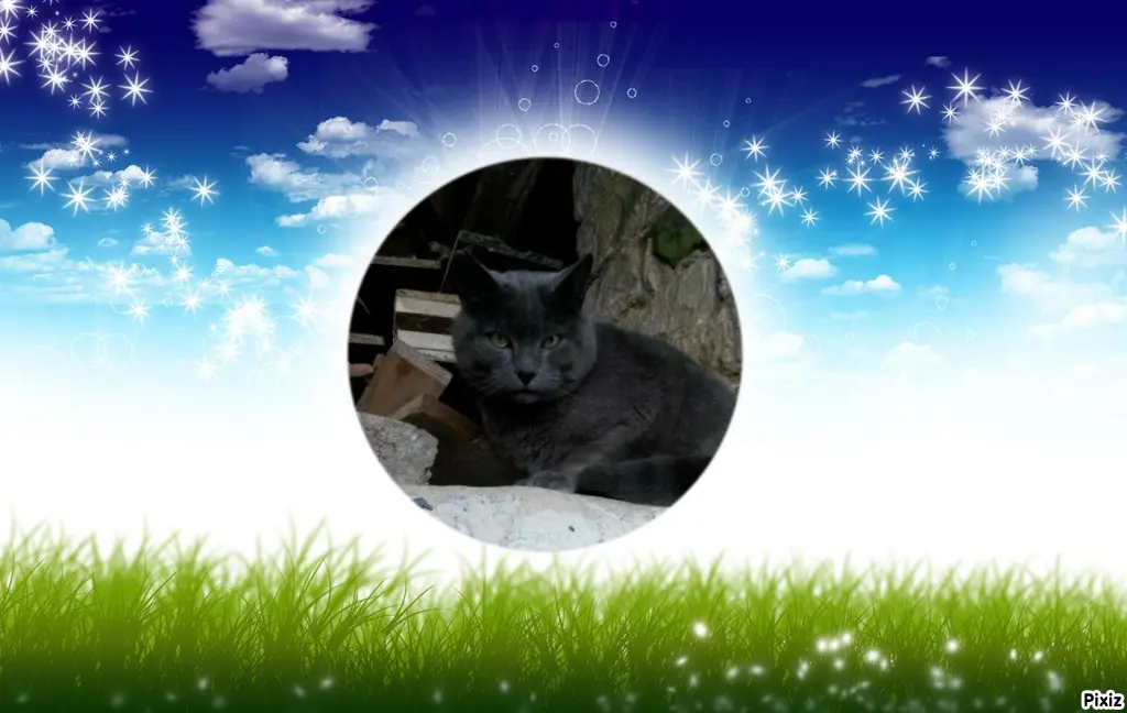 Condolence image of Tanja mit Timmy im Herzen 