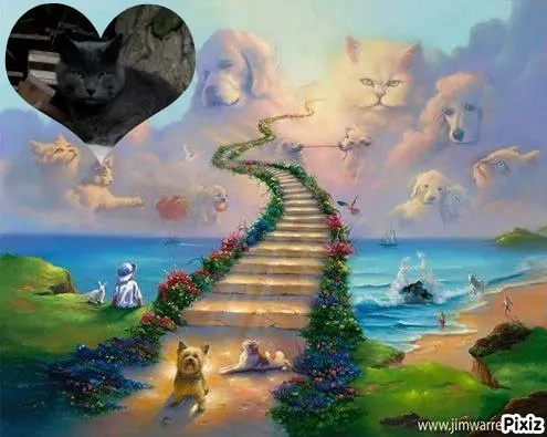 Condolence image of Tanja mit Timmy im Herzen 