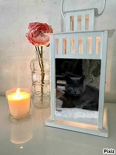Condolence image of Tanja mit Timmy im Herzen 