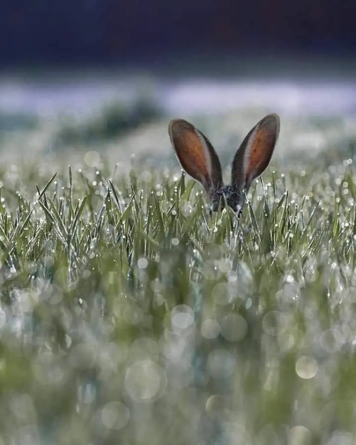 Condolence image of ❤️ Frohe Ostern ❤️ wünschen Pauline, Leonie und Daniela
