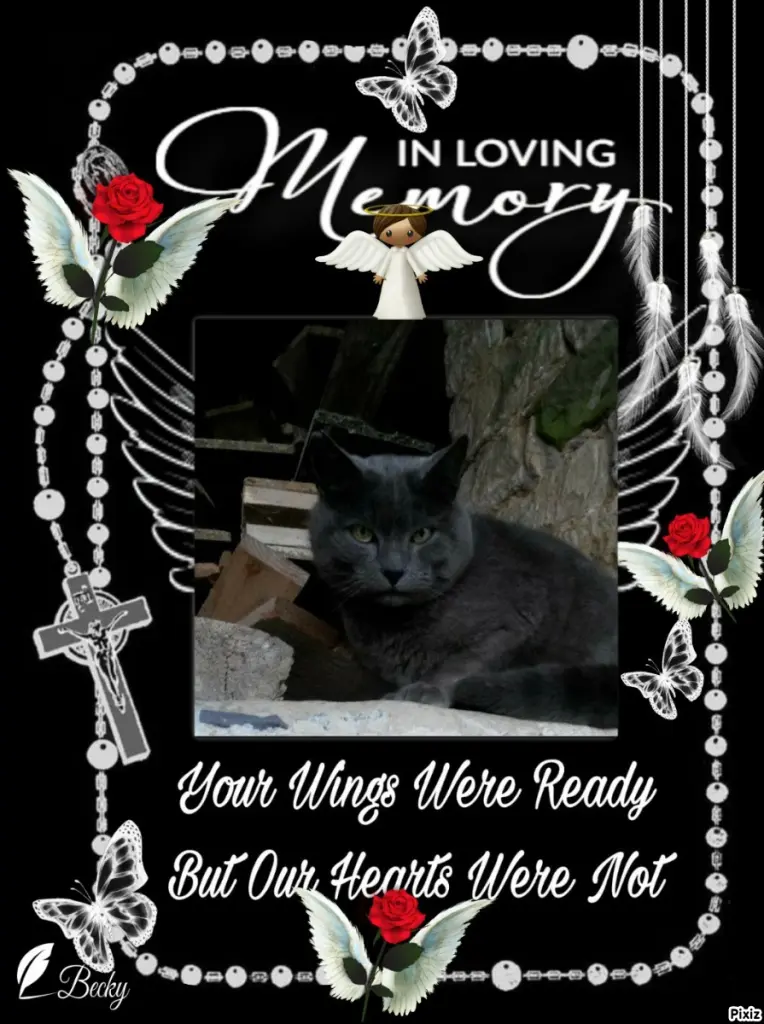 Condolence image of Tanja mit Timmy im Herzen