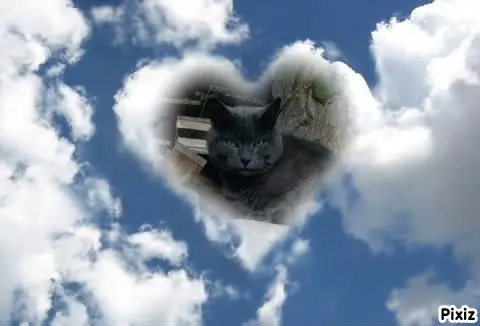 Condolence image of Tanja mit Timmy im Herzen 
