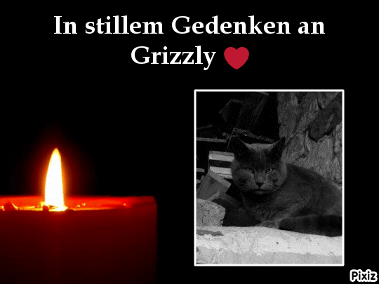 Condolence image of Tanja mit Timmy im Herzen