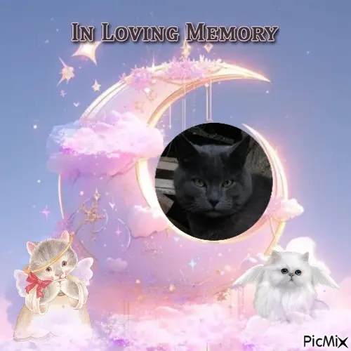 Condolence image of 2.Sternchen❤️Gedenktag❤️❤️
