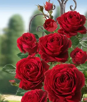 Condolence image of Mama ❤️