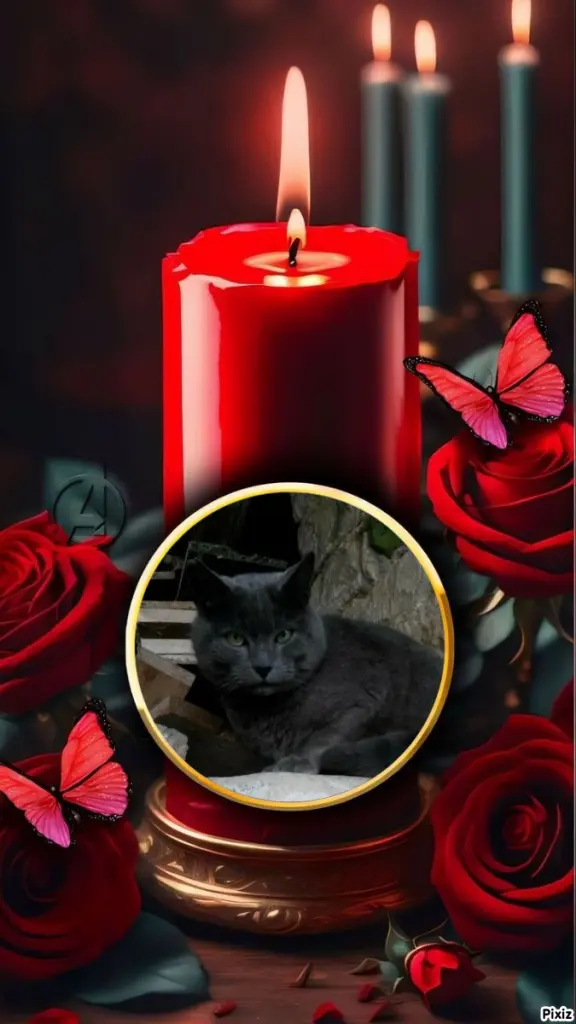 Condolence image of Tanja mit Timmy im Herzen 