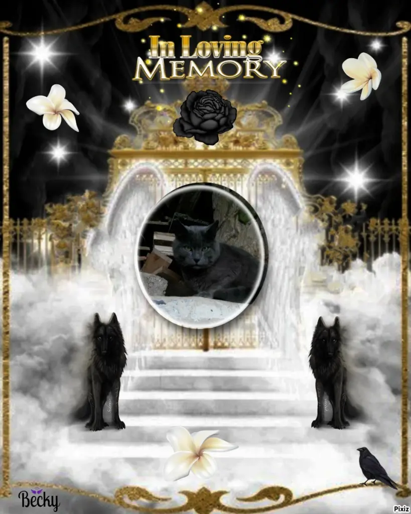 Condolence image of Tanja mit Timmy im Herzen 